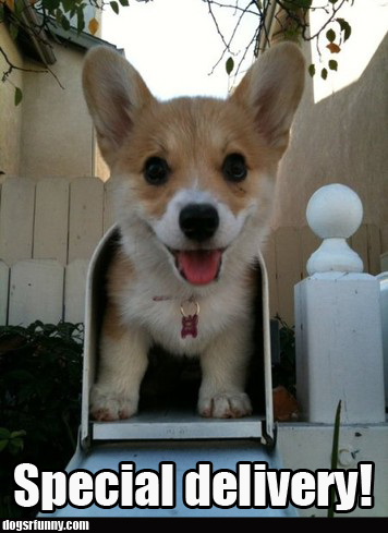 special_delivery_puppy_dog_cute_funny_picture